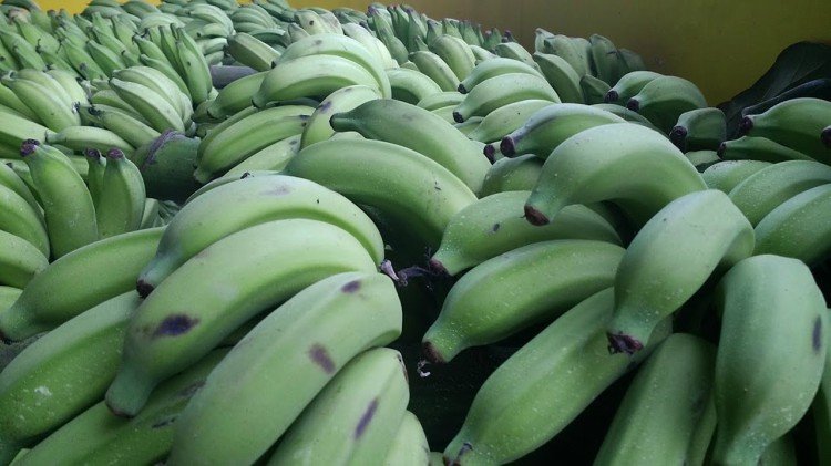Which Banana Would You Eat? Your Answer May Have An Effect On Your Health 2024 | TIPS
