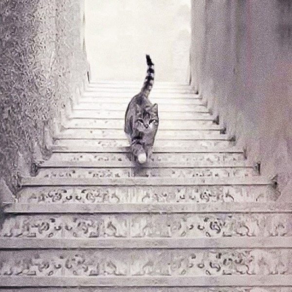 The Cat Is Going Up Or Down The Stairs? Your Choice Will Reveal Your True Self 2024 | TIPS