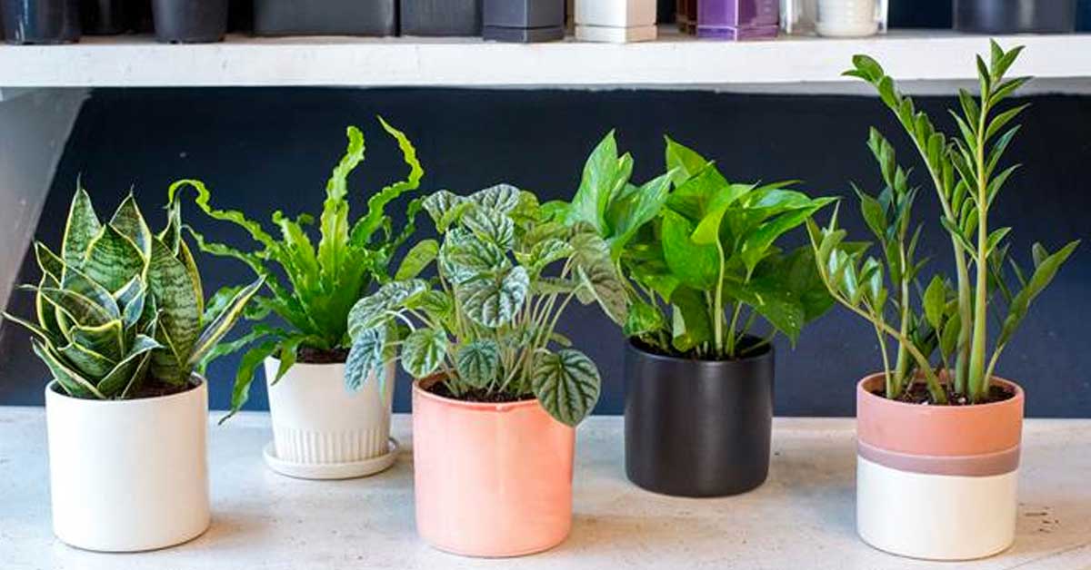 Put These 5 Plants in your Bedroom and You’ll Surely Have