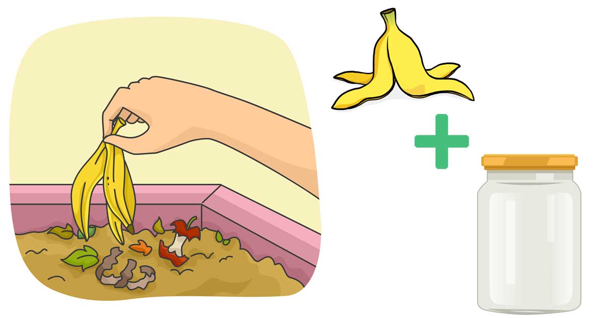 Banana Peel Fertilizer Benefits and Uses.