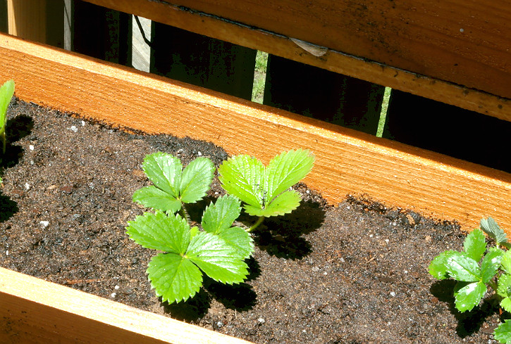 How to Grow Strawberries 2024 | TIPS