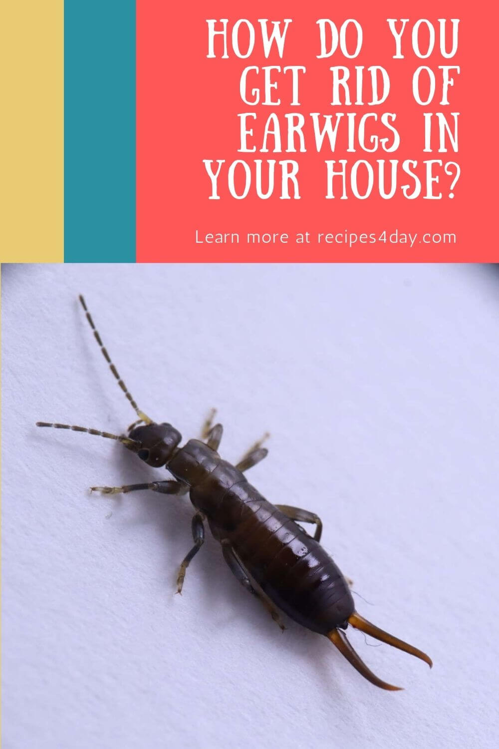 how-do-you-get-rid-of-earwigs-in-your-house